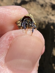 Clibanarius tricolor