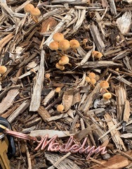 Agrocybe putaminum