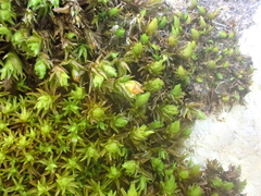 Schistidium apocarpum