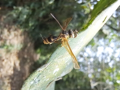 Ophiocordyceps humbertii