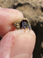 Clibanarius tricolor