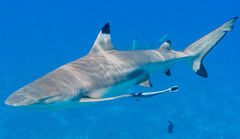Carcharhinus melanopterus
