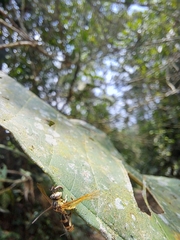 Ophiocordyceps humbertii