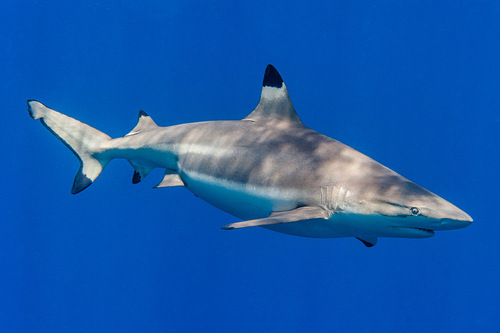 Blacktip Reef Shark