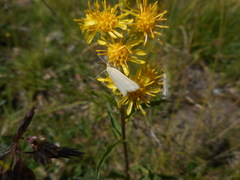 Udea austriacalis
