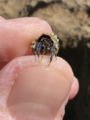 Clibanarius tricolor