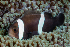 Amphiprion polymnus