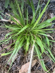 Dichanthelium laxiflorum