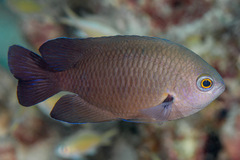 Pomacentrus brachialis