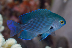 Pomacentrus brachialis