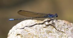 Argia ulmeca