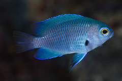 Pomacentrus brachialis