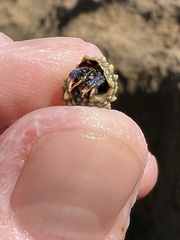 Clibanarius tricolor