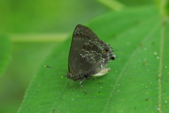 Michaelus thordesa