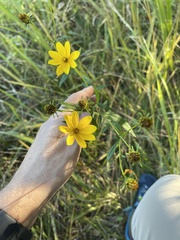 Bidens trichosperma