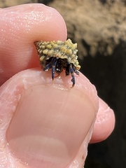 Clibanarius tricolor