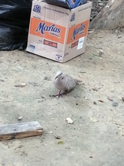 Streptopelia decaocto