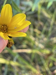 Bidens trichosperma