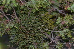 Arceuthobium oxycedri
