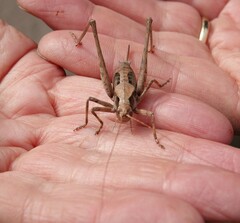 Tettigoniinae