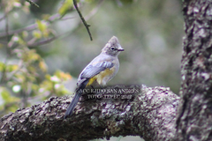 Ptiliogonys cinereus