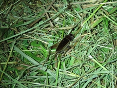 Teleogryllus mitratus