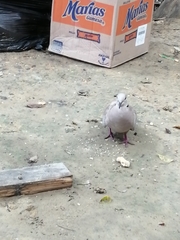 Streptopelia decaocto