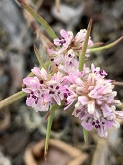 Polygonum spergulariiforme