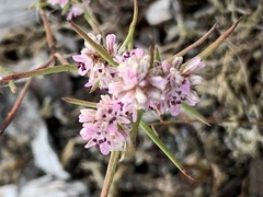 Polygonum spergulariiforme