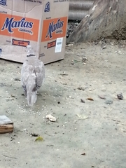 Streptopelia decaocto