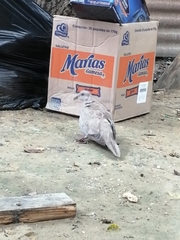 Streptopelia decaocto