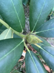 Rhododendron groenlandicum