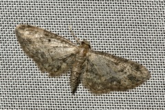 Eupithecia inturbata