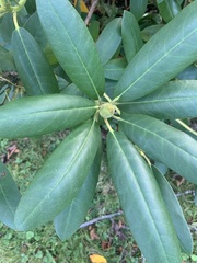 Rhododendron groenlandicum