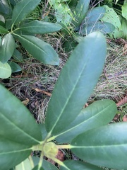 Rhododendron groenlandicum