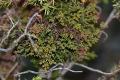 Arceuthobium oxycedri