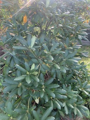Rhododendron groenlandicum