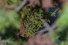 Arceuthobium oxycedri