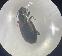 Bembidion