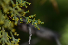 Arceuthobium oxycedri