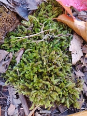Fissidens taxifolius