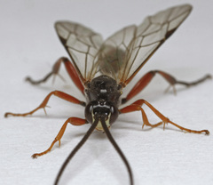 Cratichneumon culex