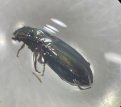 Bembidion