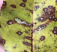 Coptodisca splendoriferella