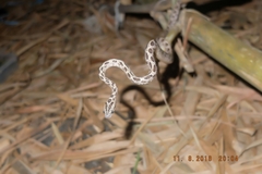 Boiga multomaculata