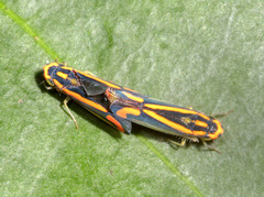 Soosiulus salutaris image