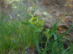 Bupleurum stellatum