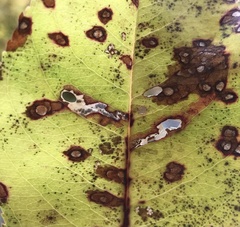 Coptodisca splendoriferella