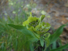 Bupleurum stellatum