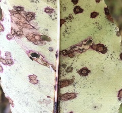 Coptodisca splendoriferella